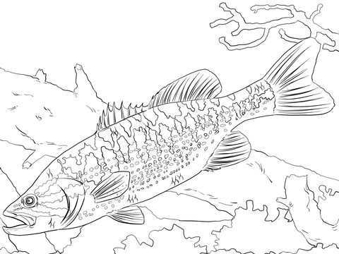 Guadalupe Bass Coloring Page